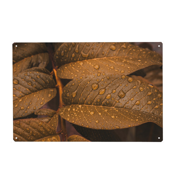 Metall Poster "Golden Drops" artboxONE - Natur - Foliage,Leaves,Rain,Close,Details,Blätter,Natur,Nature,Closeup,Nahaufnahme,Regen,Tropfen,Drops