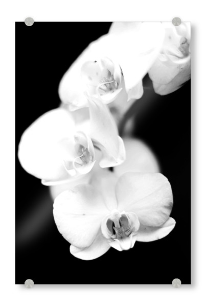 Acrylglasbild "Orchidee black and white" artboxONE - Natur,Reise,Floral,Schwarzweiß,Reise / Länder