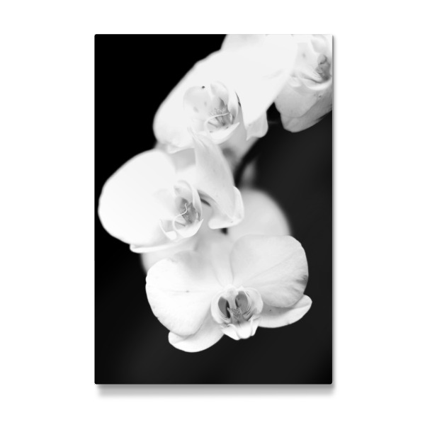 Galerie-Print "Orchidee black and white" 30x20 cm artboxONE