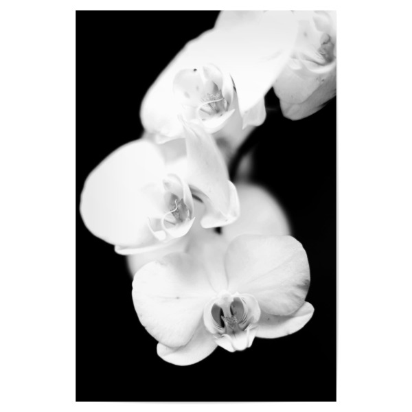 Poster "Orchidee black and white" artboxONE - Natur,Reise,Floral,Schwarzweiß,Reise / Länder