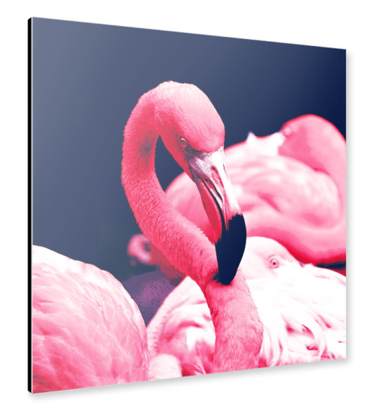 Alu-Dibond "The Pink Flamingos" 30x30 cm artboxONE