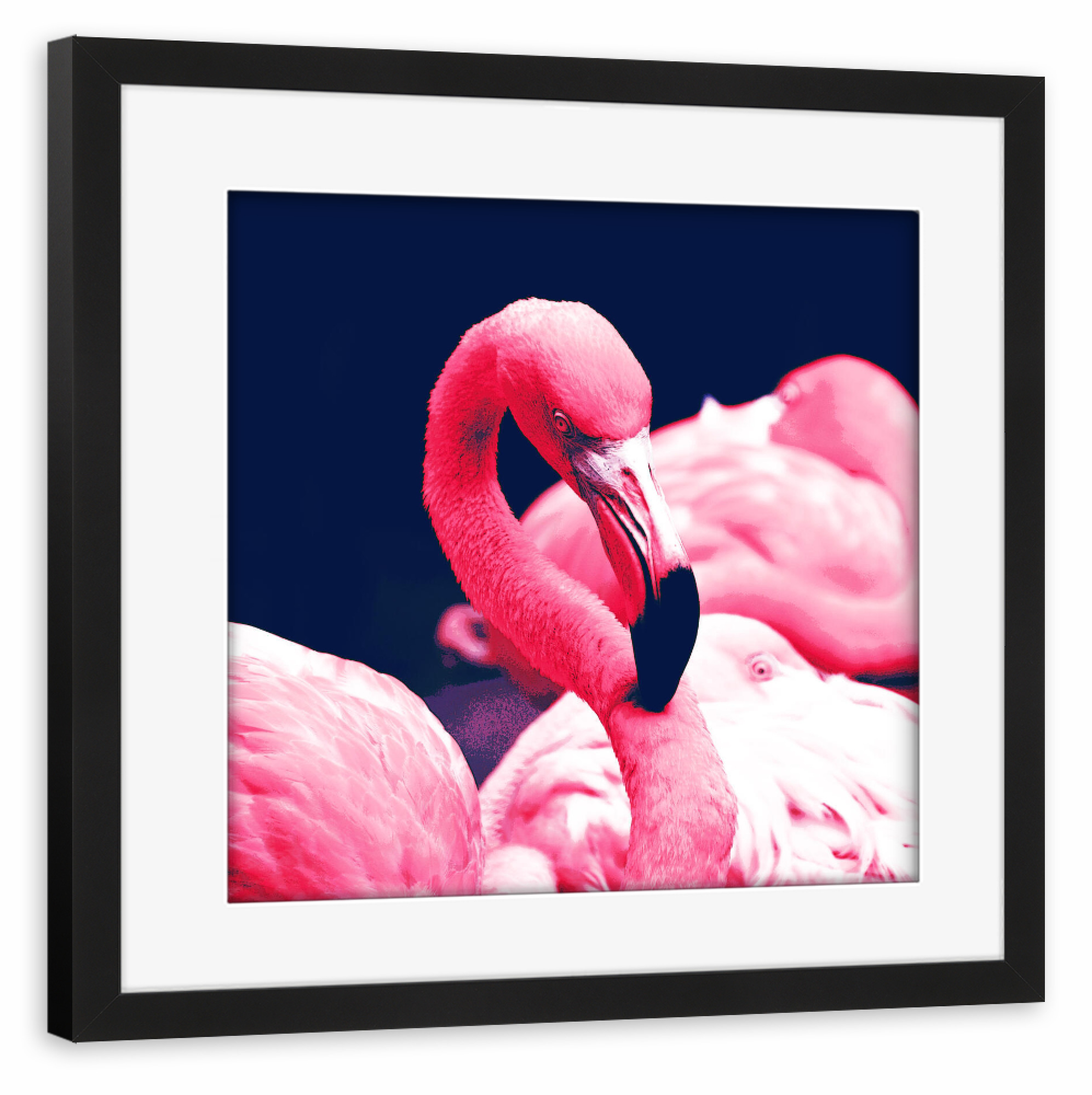 Poster mit Rahmen schwarz "The Pink Flamingos" artboxONE - Reise,Tiere,Reise / Afrika