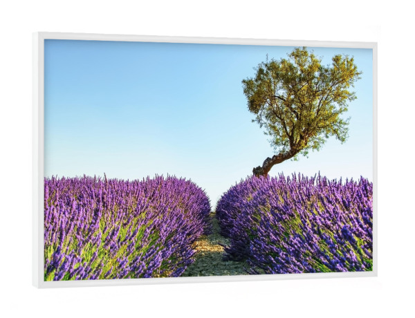 Poster mit weißem Rahmen "Provence" artboxONE - Natur,Reise,Floral,Reise / Länder