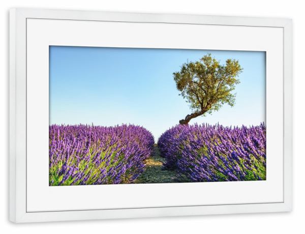 Poster mit Rahmen weiß "Provence" artboxONE - Natur,Reise,Floral,Reise / Länder