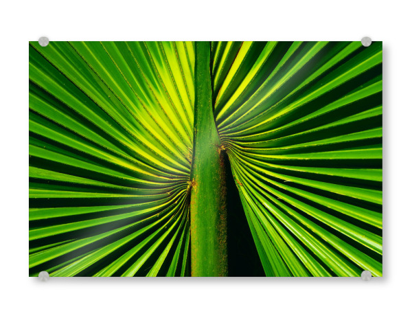 Acrylglasbild "Deep Green Palm Leaf" artboxONE - Natur,Floral