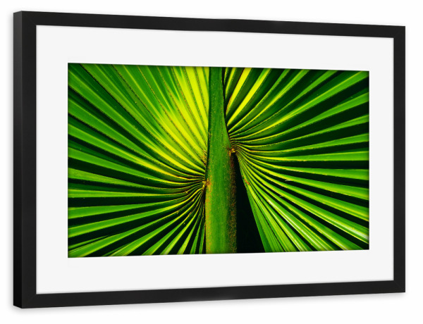 Poster mit Rahmen schwarz "Deep Green Palm Leaf" artboxONE - Natur,Floral