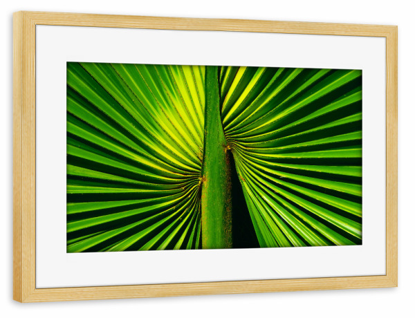 Poster mit Rahmen kiefer "Deep Green Palm Leaf" artboxONE - Natur,Floral