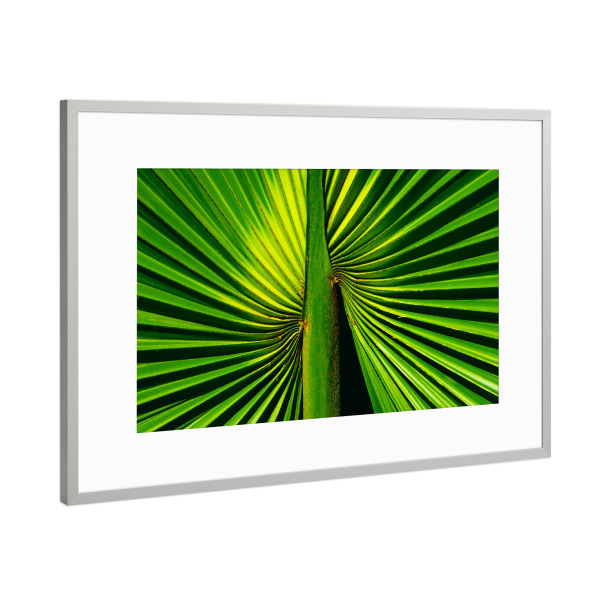 Poster mit Rahmen Silber "Deep Green Palm Leaf" artboxONE - Natur,Floral