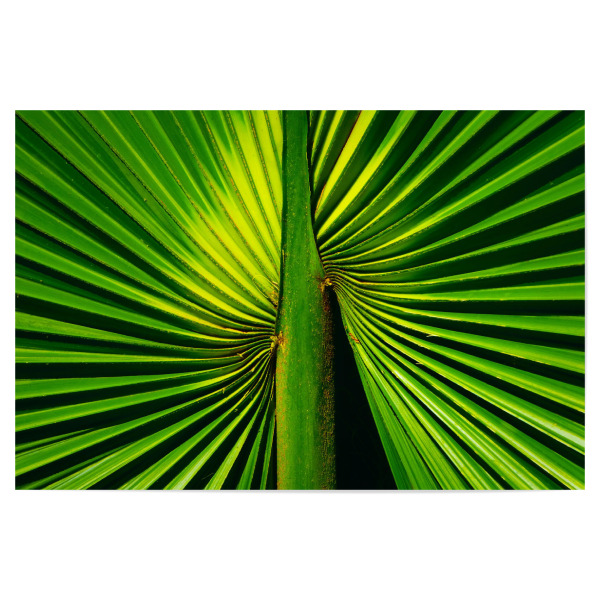 Poster "Deep Green Palm Leaf" artboxONE - Natur,Floral