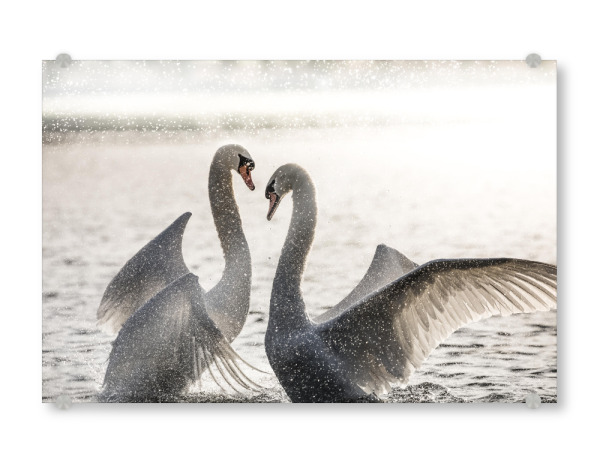 Acrylglasbild "Schwanenkampf" artboxONE - Natur,Tiere