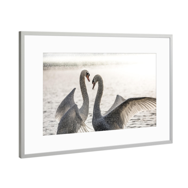 Poster mit Rahmen Silber "Schwanenkampf" artboxONE - Natur,Tiere