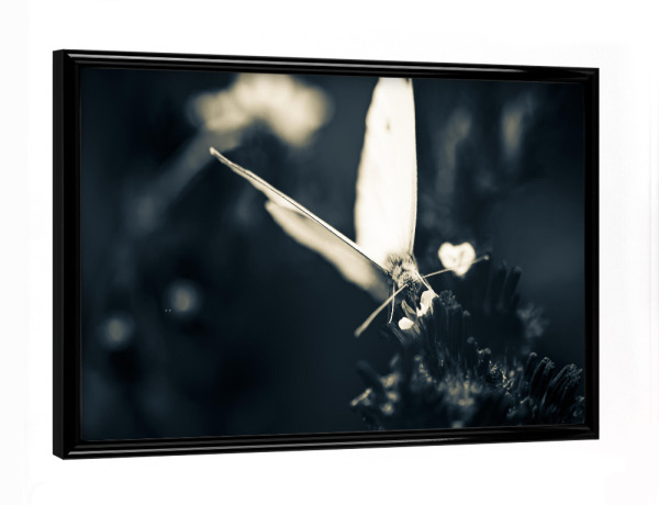 Poster mit schwarzem Rahmen "Angel In The Dark" artboxONE - Natur,Floral,Tiere