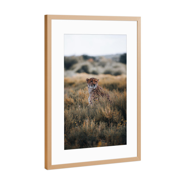 Poster mit Rahmen Kupfer "Gepard in Namibia" artboxONE - Natur,Tiere,Reise / Afrika