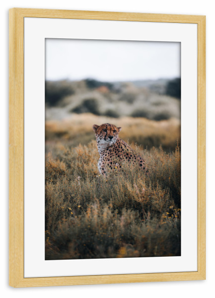 Poster mit Rahmen kiefer "Gepard in Namibia" artboxONE - Natur,Tiere,Reise / Afrika