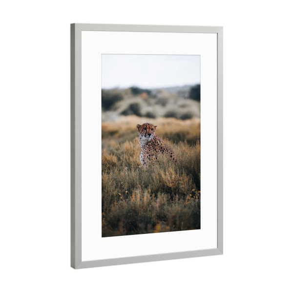 Poster mit Rahmen Silber "Gepard in Namibia" artboxONE - Natur,Tiere,Reise / Afrika