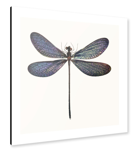 Alu-Dibond "Vestalis luctuosa" 30x30 cm artboxONE