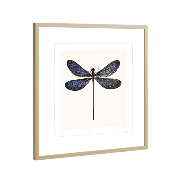 Poster mit Rahmen Gold "Vestalis luctuosa" artboxONE - Natur,Tiere