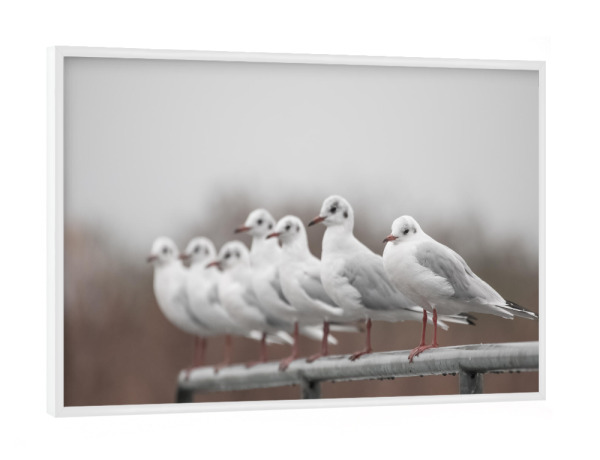 Poster mit weißem Rahmen "Möwenmeeting" artboxONE - Natur,Tiere - Möwe,Möwen,Geländer,Vögel,Reihe,Naturfoto,Bodensee,Birds,Gull,Bird,Nature,Natur