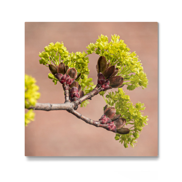 Galerie-Print "Frühling, Knospen brechen auf" 30x30 cm artboxONE