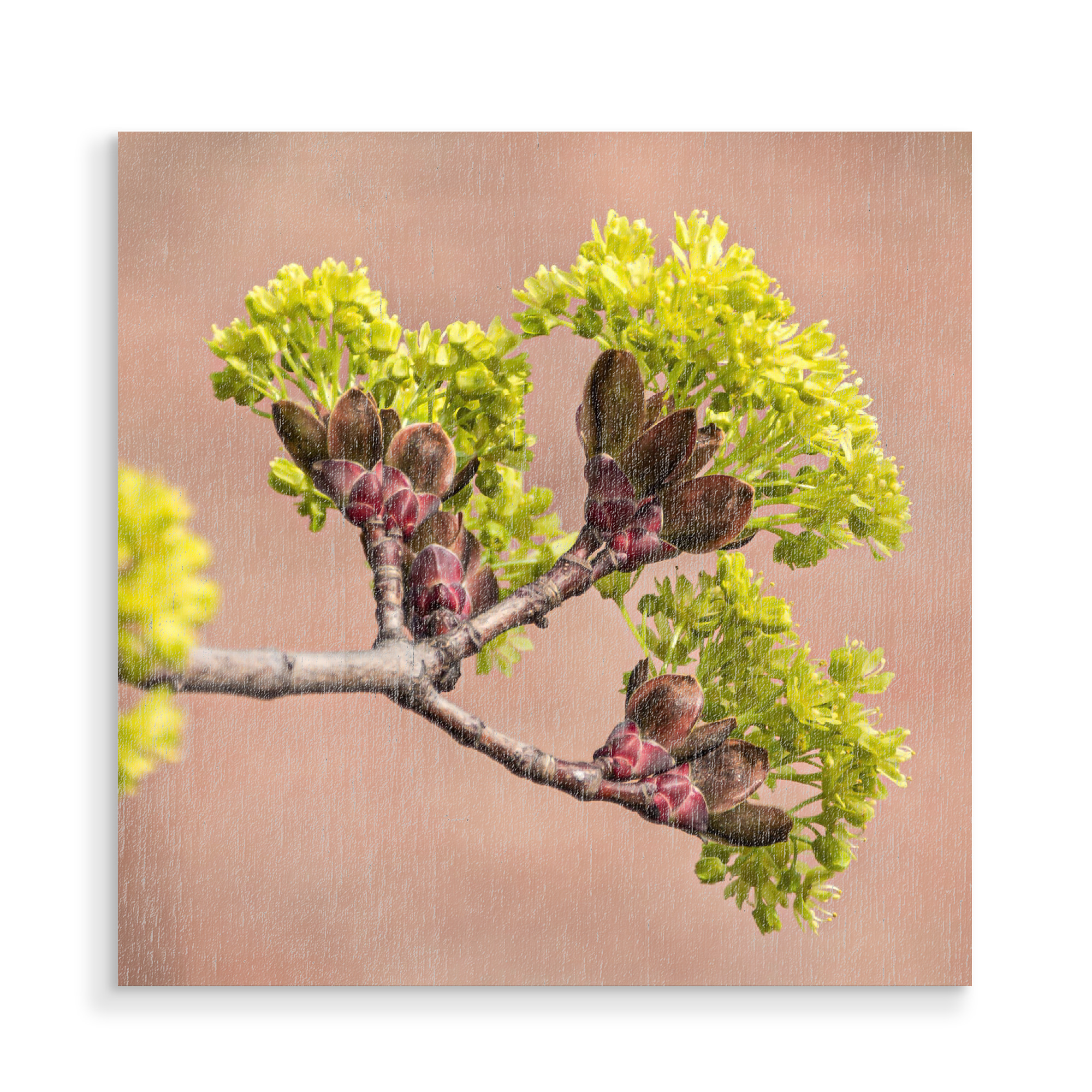 Holzbild "Frühling, Knospen brechen auf" artboxONE - Natur,Floral - Frühling,Knospen,Knospe,Floral,Flowers,Blumen,Plant,Plants,Pflanze,Natur,Nature