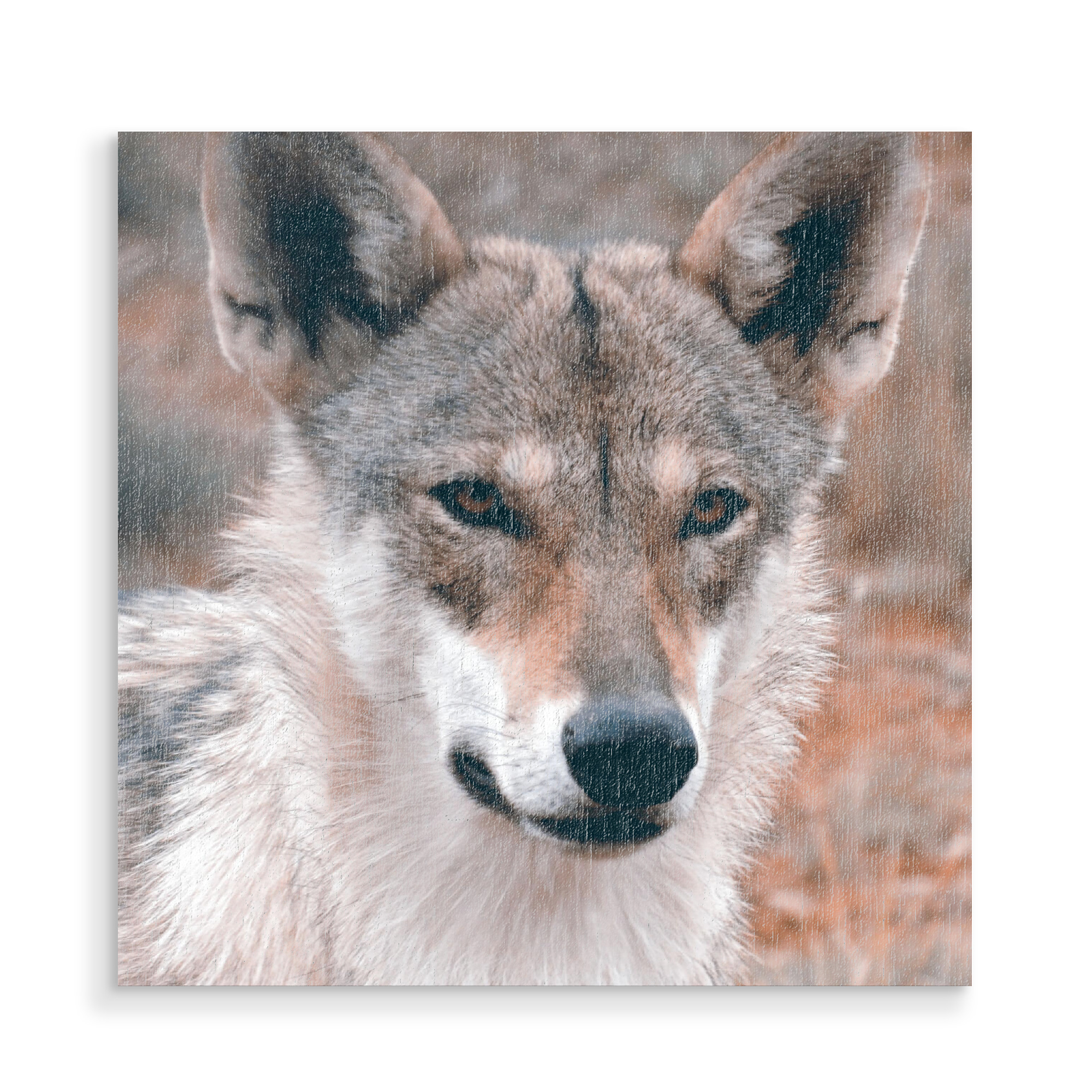 Holzbild "Wolfsrüde" artboxONE - Natur,Tiere - Wolf,Europäischer,Wildnis,Tier,Animal,Natur,Nature,Portrait,Wild
