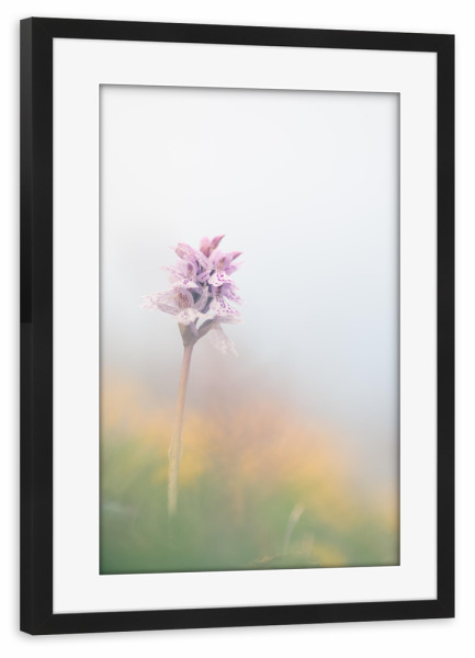 Poster mit Rahmen schwarz "Knabenkraut" artboxONE - Natur,Floral - Orchidee,Pflanze,Blüten,Blühend,Blüte,Plant,Floral,Natur,Nature