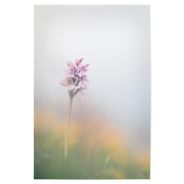 Poster "Knabenkraut" artboxONE - Natur,Floral - Orchidee,Pflanze,Blüten,Blühend,Blüte,Plant,Floral,Natur,Nature