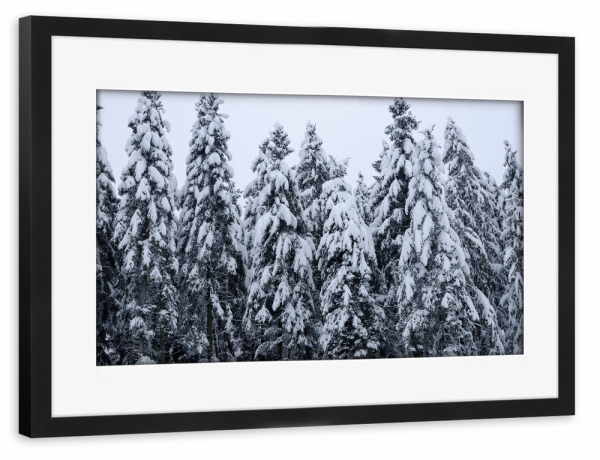 Poster mit Rahmen schwarz "Snow covered firs in winter" artboxONE - Natur