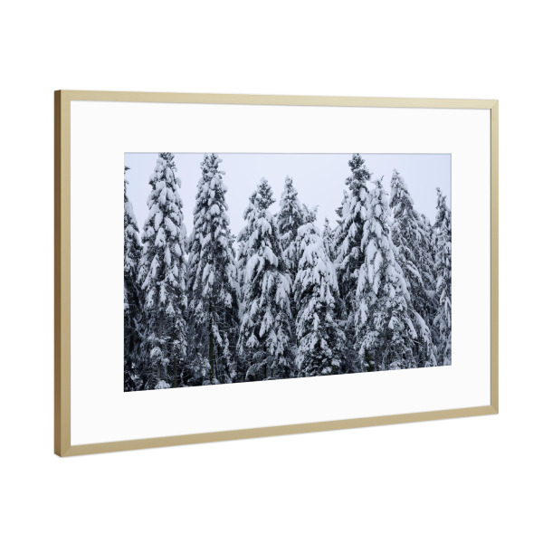 Poster mit Rahmen Gold "Snow covered firs in winter" artboxONE - Natur