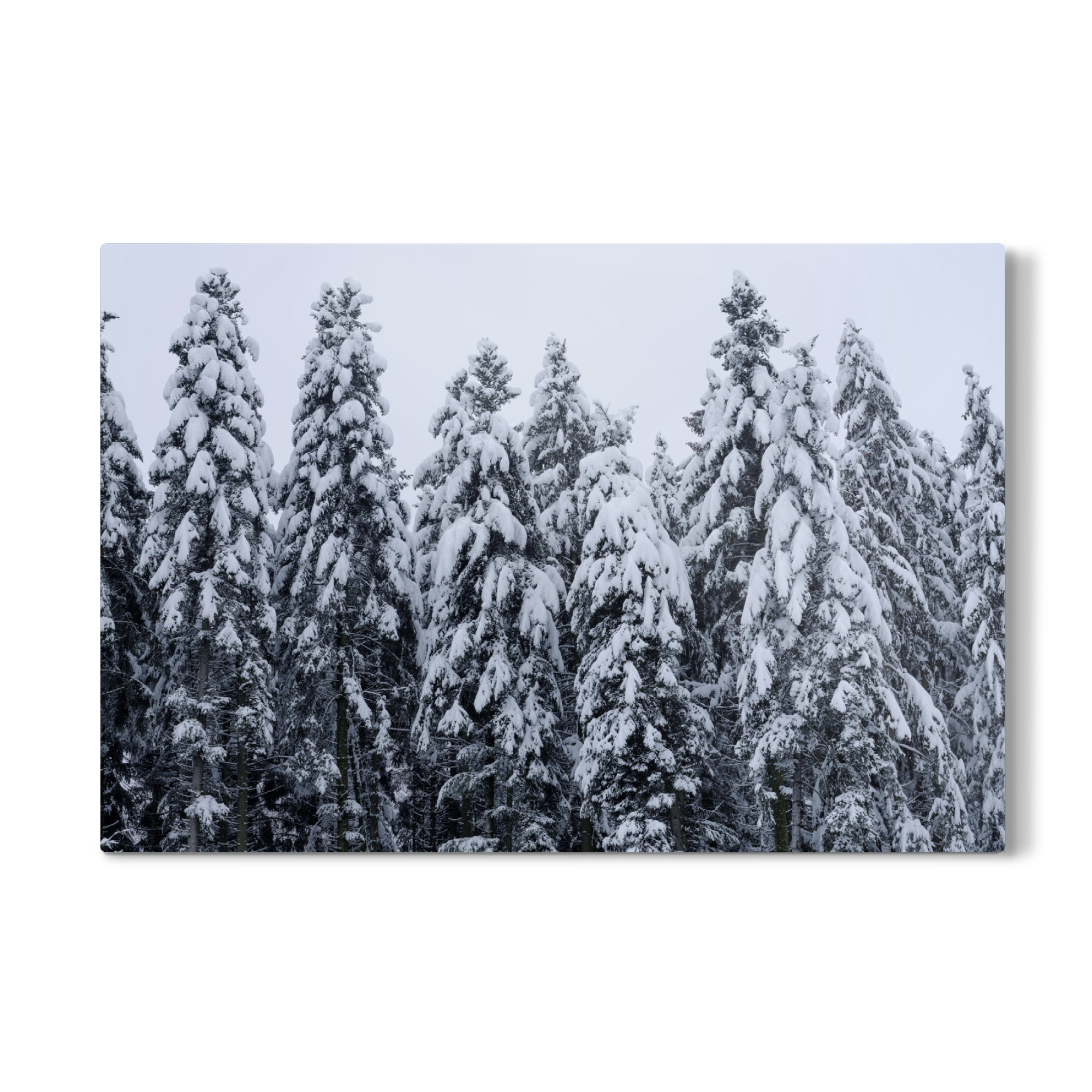 Galerie-Print "Snow covered firs in winter" 30x20 cm artboxONE