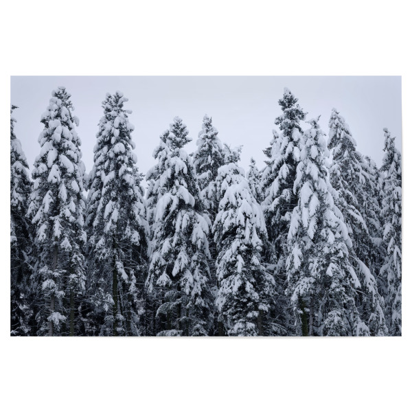 Poster "Snow covered firs in winter" artboxONE - Natur - Fir,Tree,Forest,Winter,Frozen,Snow,Moody,Sky,Gray,Dark,Dramatic,Wald,Schnee,Bäume,Trees