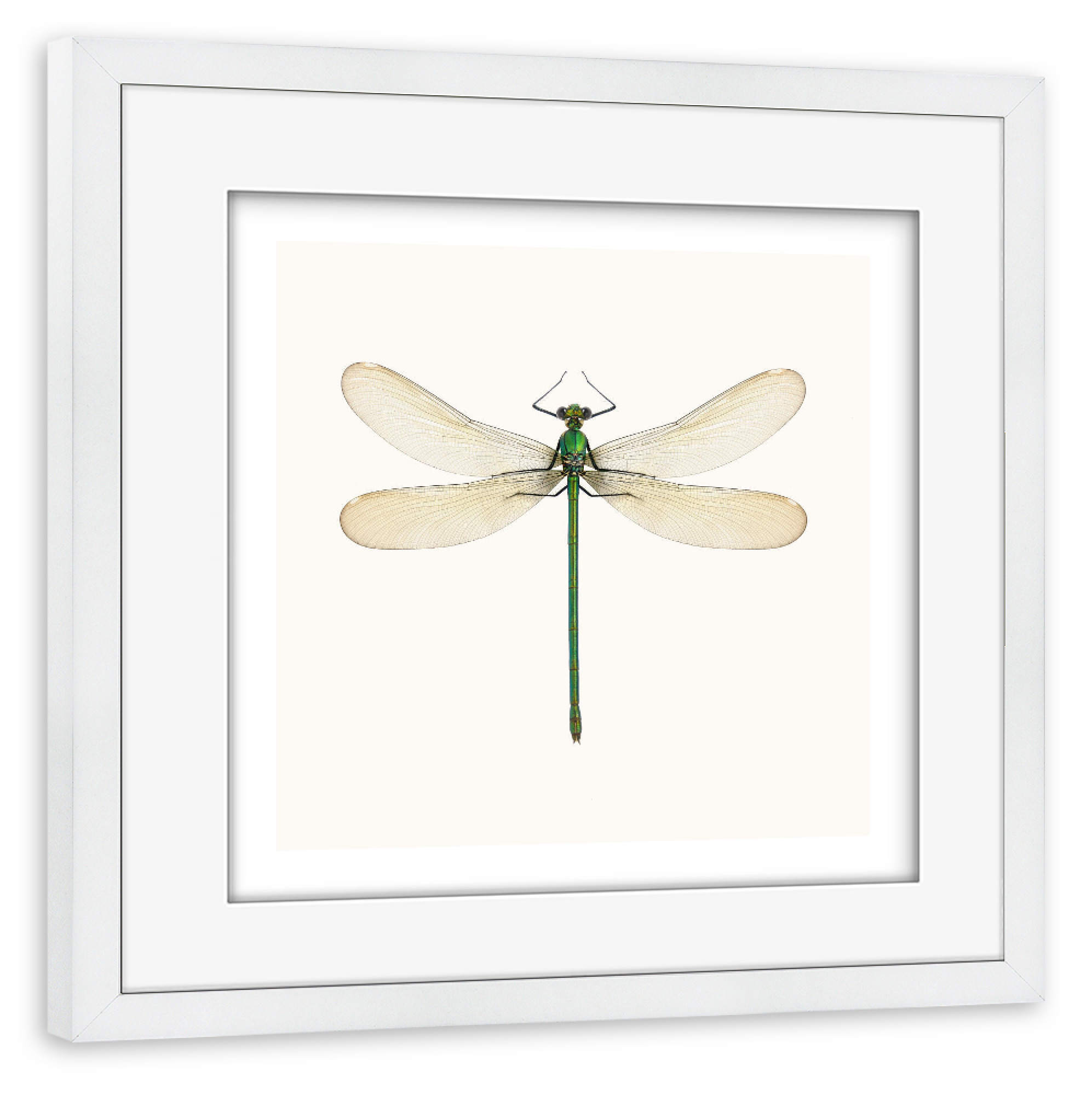 Poster mit Rahmen weiß "Lestes viridis" artboxONE - Natur,Tiere