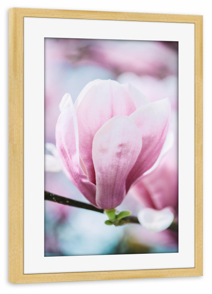 Poster mit Rahmen kiefer "Blooming magnolia bokeh" artboxONE - Natur,Floral
