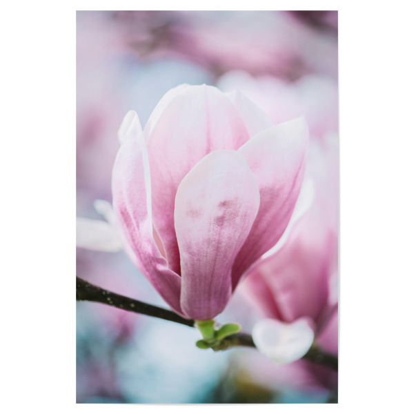 Poster 30x20 cm "Blooming magnolia bokeh" artboxONE - Natur,Floral