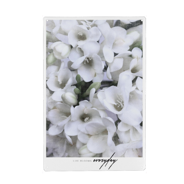 Metall Poster "Life blooms white freesias" artboxONE - Natur,Floral