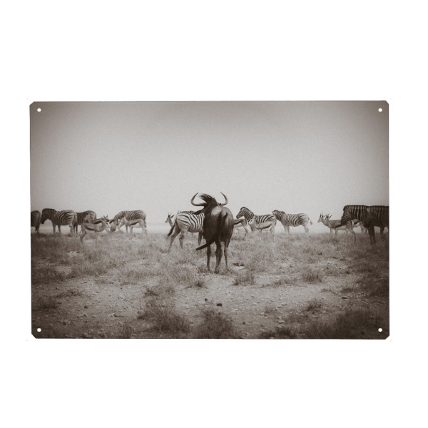 Metall Poster "Wildes Namibia" artboxONE - Natur,Schwarzweiß,Reise / Afrika - Namibia,Steppe,Gnu,Zebras,Schwarzweiß,Tier,Animal,Wild,Africa,Afrika