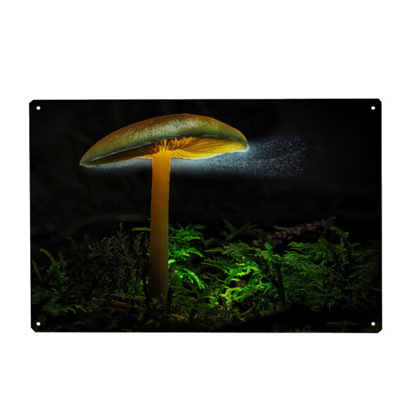 Metall Poster "Pilzsporen" artboxONE - Natur,Essen & Trinken,Essen & Trinken / Obst & Gemüse