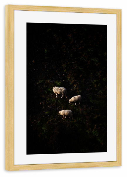 Poster mit Rahmen kiefer "Drei Schafe am Steilhang" artboxONE - Natur,Reise,Tiere
