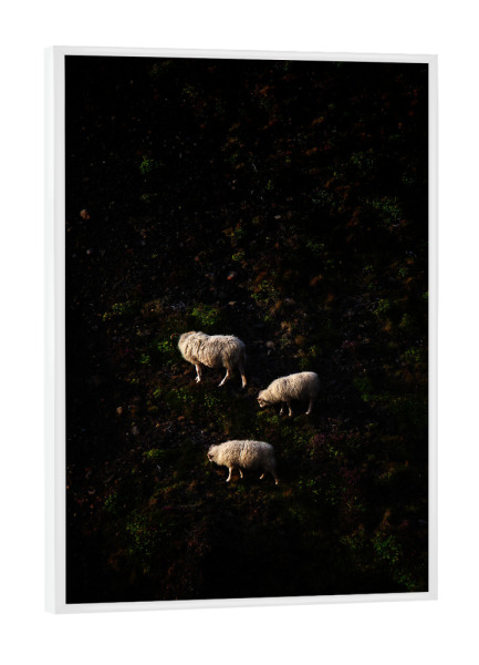 Poster mit weißem Rahmen "Drei Schafe am Steilhang" artboxONE - Natur,Reise,Tiere