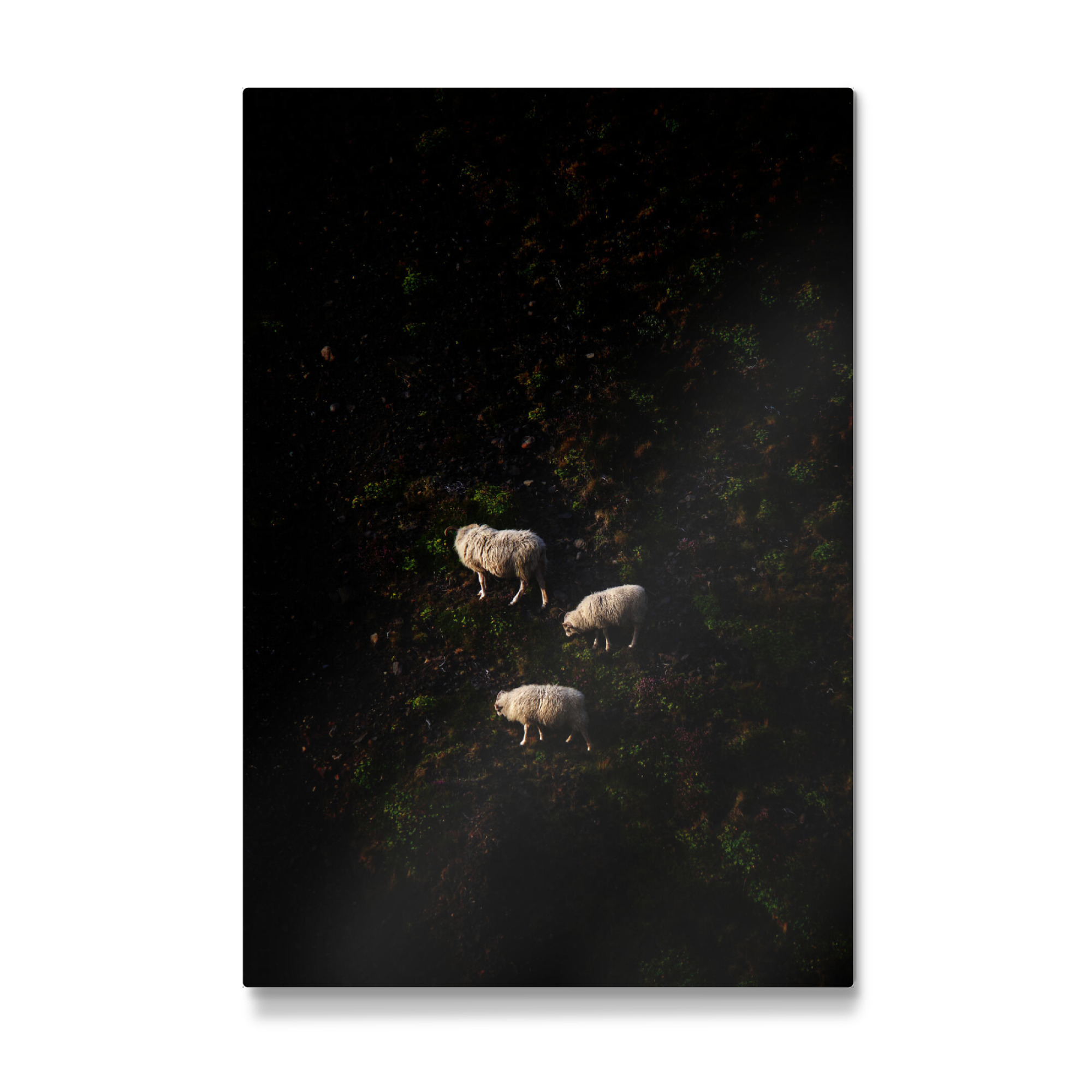 Galerie-Print "Drei Schafe am Steilhang" 75x50 cm artboxONE