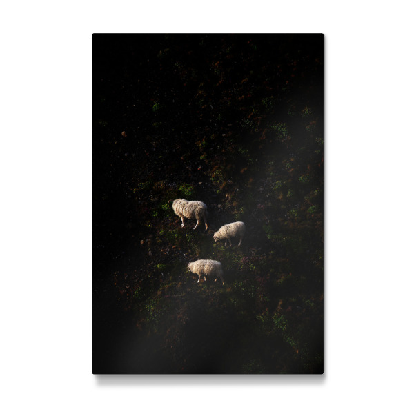 Galerie-Print "Drei Schafe am Steilhang" 30x20 cm artboxONE