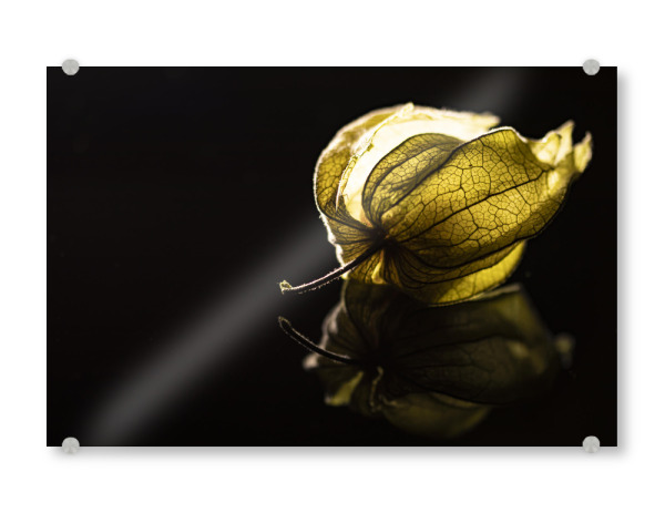 Acrylglasbild "A Glow From The Heart" artboxONE - Natur,Floral,Essen & Trinken / Obst & Gemüse