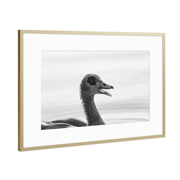 Poster mit Rahmen Gold "Crazy Goose" artboxONE - Natur,Tiere