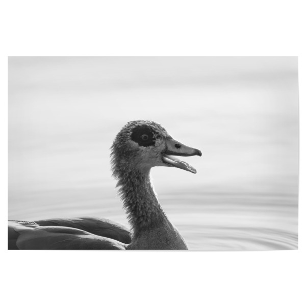 Poster 30x20 cm "Crazy Goose" artboxONE - Natur,Tiere