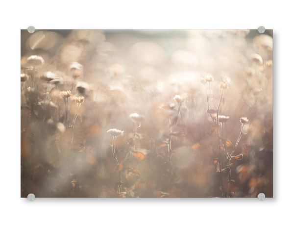 Acrylglasbild "Herbstliche Farben" artboxONE - Natur,Floral