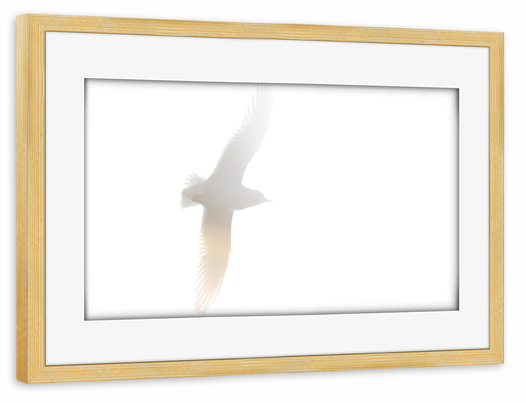 Poster mit Rahmen kiefer "Möwe im Gegenlicht" artboxONE - Natur,Tiere - Möwe,Flug,Fliegend,Vogel,Gegenlicht,Fly,Gull,Bird,Animal,Tier