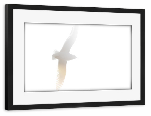 Poster mit Rahmen schwarz "Möwe im Gegenlicht" artboxONE - Natur,Tiere - Möwe,Flug,Fliegend,Vogel,Gegenlicht,Fly,Gull,Bird,Animal,Tier