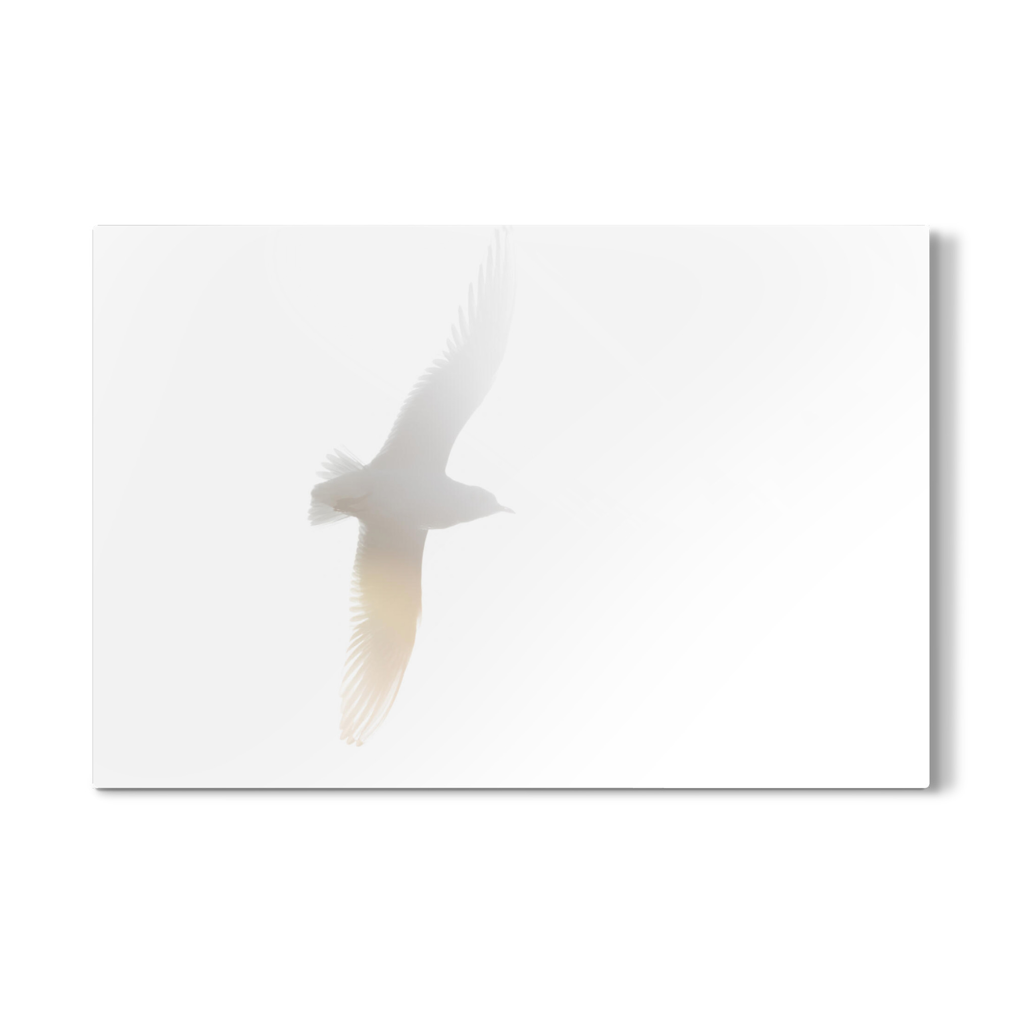 Galerie-Print "Möwe im Gegenlicht" 30x20 cm artboxONE
