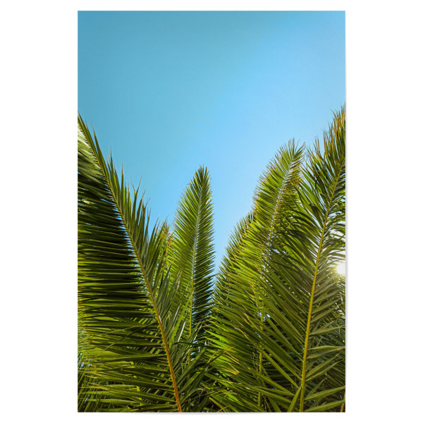 Poster "Palmblätter und blauer Himmel" artboxONE - Natur,Reise,Reise / Strand und Meer,Reise / Länder