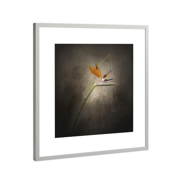 Poster mit Rahmen Silber "Grazile Strelitzie | Vintage" artboxONE - Floral,Geometrie